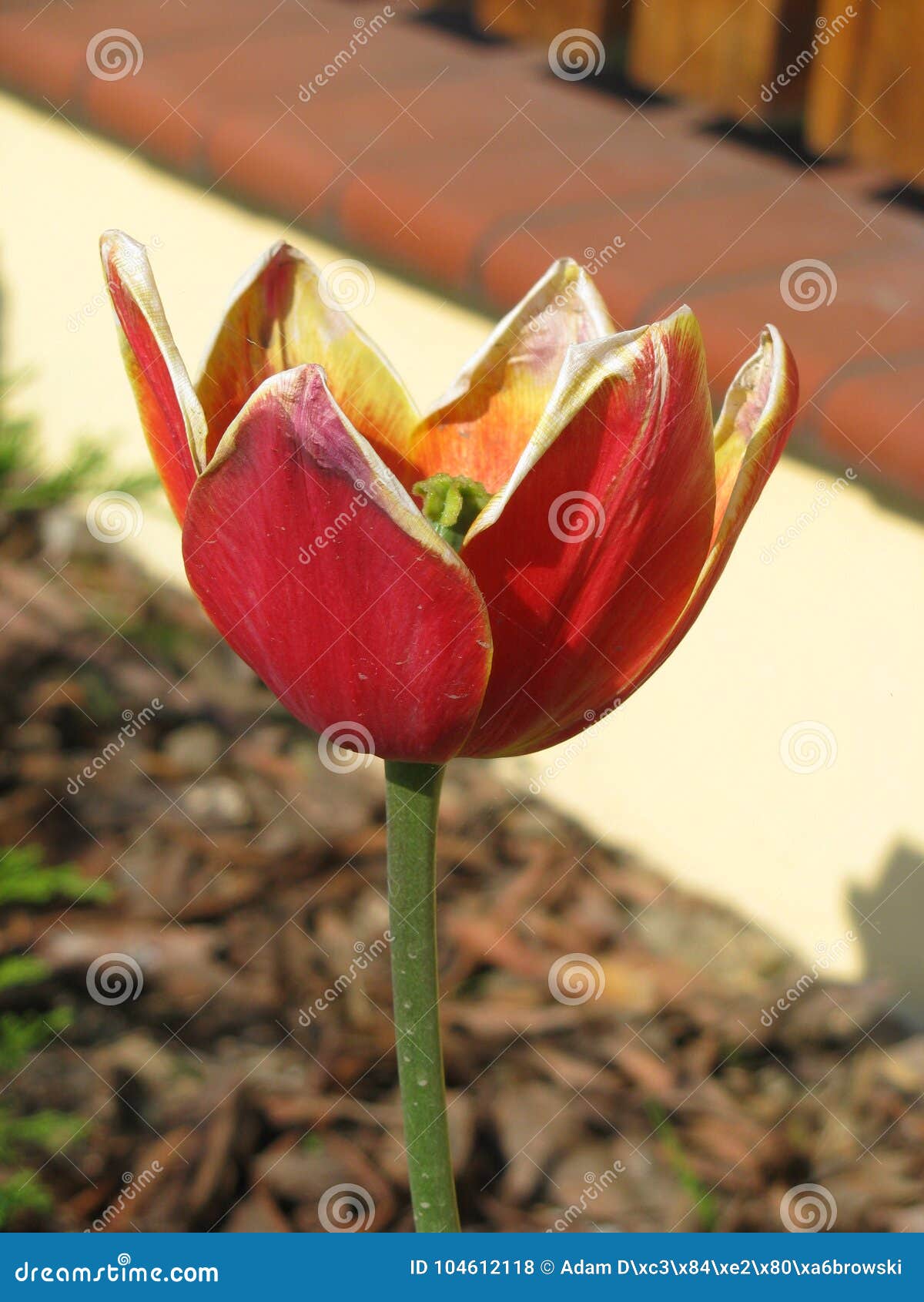 beautiful red - yellow developed tulip